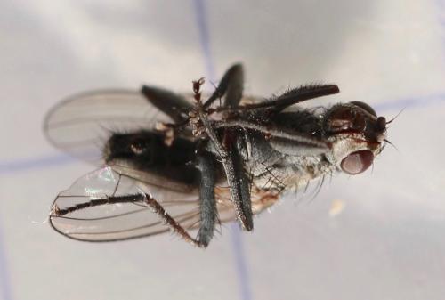 Fucellia tergina